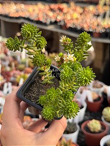 Sedum goldmanii