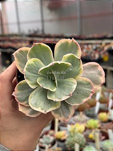 Echeveria ice age variegata G