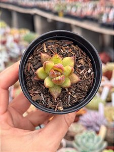 Echeveria ebony green