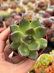Echeveria ebony green