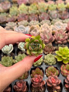 Echeveria agavoides christmas (plug)