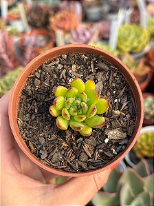Echeveria agavoides christmas