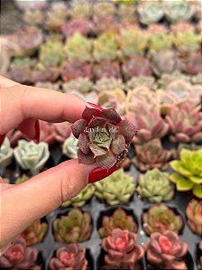 Echeveria longissima (plug)