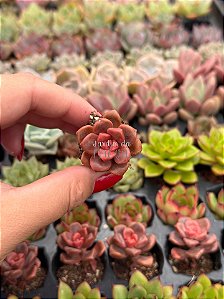 Graptosedum Adria bubbaloo (plug)