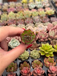Echeveria puli lindsayana (plug)