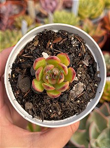 Echeveria puli lindsayana