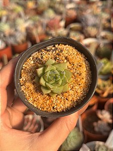 Echeveria Fabíola (plug)