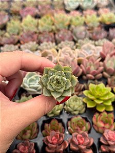 Echeveria Fabíola (plug)