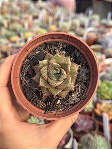 Echeveria dyonisos (plug)