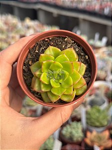 xSedeveria letzia