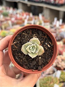 Graptoveria lovely rose
