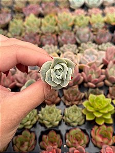 Graptoveria lovely rose (plug)