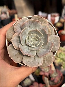Echeveria marble magic ball