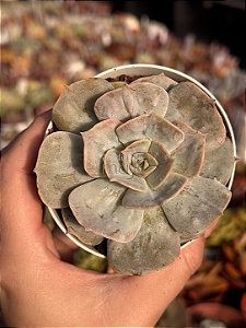 Echeveria marble magic ball