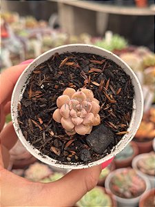 Echeveria tinkerbell P