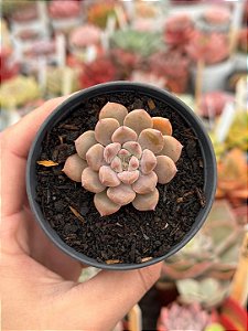 Echeveria tinkerbell P