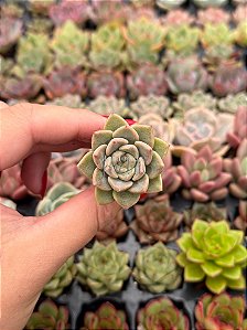 Echeveria tinkerbell (plug)