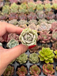 Echeveria Lola (plug)
