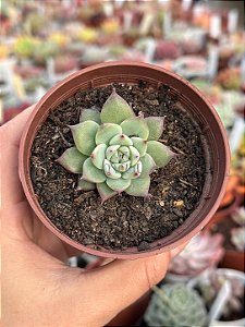 Echeveria beatrice (plug)