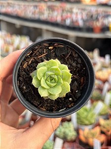 Echeveria lime’n chime (plug)