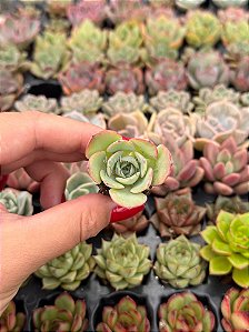 Echeveria atlantis (plug)