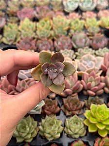 Echeveria chroma (plug)