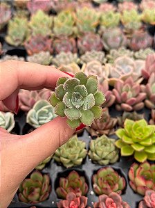 Echeveria Paula (plug)