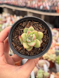 Echeveria falsa Nubia