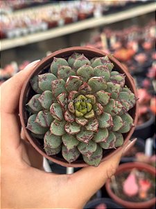 Echeveria swallow
