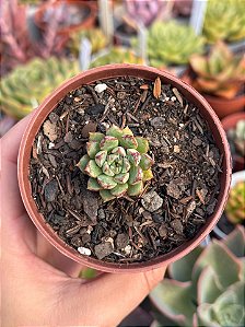 Echeveria swallow