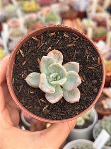Pachyveria orpet P