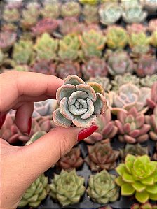 Pachyveria orpet (plug)