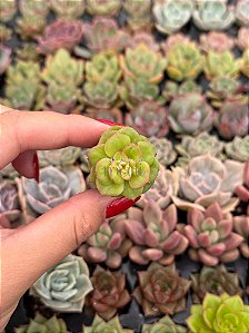 xSedeveria rolly (plug)