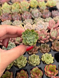 Echeveria emerald green (plug)
