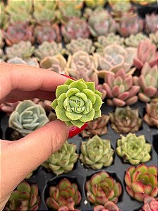 Echeveria lime n’ chime (plug)