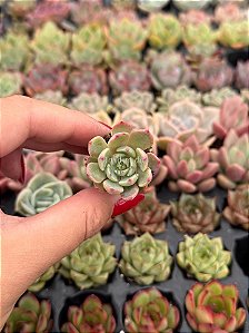 Echeveria Lara (plug)