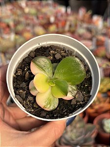 Echeveria prima donna variegata P
