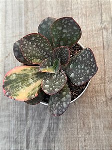 Echeveria prima donna variegata (sem raiz)