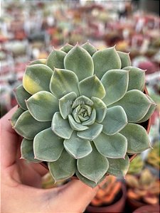 Echeveria moon fairy variegata