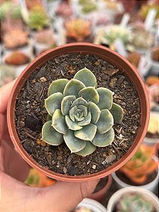 Echeveria moon fairy variegata