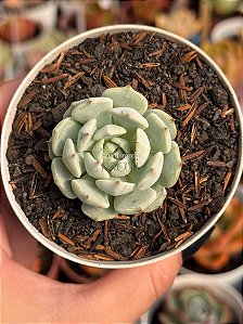 Echeveria sitifuko no bara