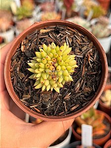 Echeveria rainstar cristata