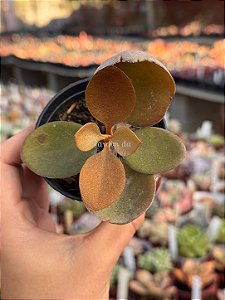 Kalanchoe orgyalis (colher de cobre)