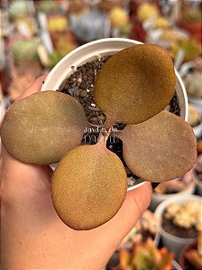 Kalanchoe orgyalis (colher de cobre)