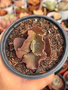Echeveria long xin (importada) sem raiz