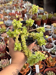 Plectranthus ornatus