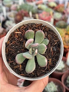 Graptoveria torres variegata (pouca raiz)