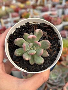 Graptoveria torres variegata