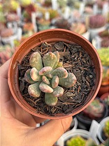 Graptoveria torres variegata