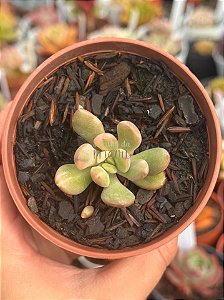 Graptoveria torres variegata